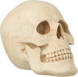 J-Line decoratie Schedel - polyresin - beige - large