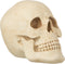 J-Line decoratie Schedel - polyresin - beige - large