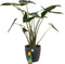 Alocasia Zebrina met Elho sierpot en Pokon