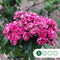 Rode meidoorn | Crataegus l. 'Paul's Scarlet 14-18 cm | Bomenbezorgd.nl