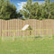 vidaXL - Kippenhok - 700x100x150 - cm - geïmpregneerd - massief - grenenhout