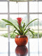 Ter Steege Bloempot Oranje D 19 cm H 16 cm Opening 14.5 cm
