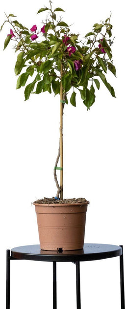 2 stuks! Bougainvillea glabra Alexandra op stam Bougainvillea glabr...