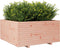 vidaXL - Plantenbak - 100x100x49,5 - cm - massief - douglashout