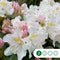 Rhododendron Cunninghams White | Rhododendron 'Cunningham's White | Bomenbezorgd.nl