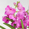 Plant in a Box - Vanda Magic XXL - Roze - Hoogte 90cm