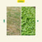 AZstyle Graszaad Met Microklaver - Graszaden - 1 KG - voor 50 m2