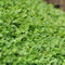 AZstyle Graszaad Met Microklaver - Graszaden - 1 KG - voor 50 m2