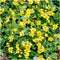 Plants by Frank | 60 Goudaardbei planten | Waldsteinia ternata | Winterharde bodembedekker planten | tuinplanten | Winterharde vaste planten meerjarig | Winterharde tuinplanten