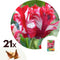 Plant in a Box - Tulipa Estella Rijnveld - 21x Tulpenbollen - Winterharde Bloembollen voor Tuin, Terras of Balkon