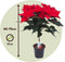 Plant in a Box - Euphorbia pulcherrima op stam - Set van 2 - Poinsettia kamerplant - Kerstsfeer - Groene bladeren en rode bloemen - Pot 17cm - Hoogte 60-70cm