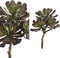 PTMD Aeoniumpluk Succulent Kunstplant - 18 x 15 x 30 cm - Grijs/groen