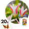 Plant in a Box - Tulipa Clusiana Stellata - Bloembollen x20 - Tulp - Wit en Roze - Stervormig