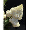 Hortensia 'Vanille Fraise' hoogstam | Hydrangea pan. 'Vanille Fraise' 180 cm| Bomenbezorgd.nl