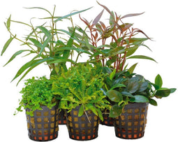 Ap-combi pack foreground 5 pots