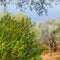 Customize it - Tuinschilderij olijfboomgrd 70x50