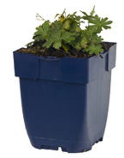 Griffioen - Geranium sang. 'Max Frei'