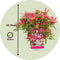 Plant in a Box - Rhododendron 'Azalea StarStyle' - Set van 6 - Wintergroene Japanse Azalea - Pot 10,5cm - Hoogte 25-40cm