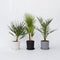 Plant in a Box - Buiten Palmbomen Mix - Mix van 3 planten - Pot 15cm - Hoogte 50-70cm