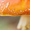Customize it - Tuinschilderij paddenstoel tak 70x50cm