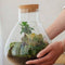 Erlenmeyer M Bonsai