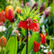 Plant in a Box - Fritillaria Rubra - Bloembollen x3 - Rode Kievietsbloem - Hoge bloemen