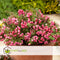 Plant in a Box - Gaultheria mucronata - Roze Pernettya in Mand - Parelbes - Pot 17cm - Hoogte 25-40cm