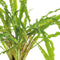 Easy grow 15 cryptocoryne balansae