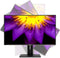 ASUS ProArt PA329C - Monitor 32