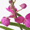 Plant in a Box - Vanda met standaard - Roze - Hoogte standaard 70cm