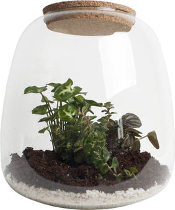 Ecosysteem ‘Dragon Tail’ met verlichting - Broekhof Adding Value - Groene plant- Hoogte 25 cm