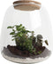 Ecosysteem ‘Dragon Tail’ met verlichting - Broekhof Adding Value - Groene plant- Hoogte 25 cm