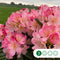Rhododendron Percy wiseman | Rhododendron 'Percy wiseman' | Bomenbezorgd.nl