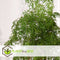 Plant in a Box - Polyscias Fruticosa - Aralia - Artistieke groene kamerplant - Pot 21cm - Hoogte 70-80cm