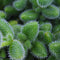 Augurkenplant - Delosperma echinatum - ↑15-20cm Ø12cm