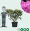 Rhododendron Roseum elegans | Rhododendron 'Roseum elegans' | Bomenbezorgd.nl