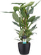 Philodendron Grey - Pyramide in ELHO Round (zwart) ↨ 70cm - hoge kwaliteit planten