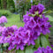 Rhododendron 'Azurro' | Rhododendron 'Azurro' | Bomenbezorgd.nl