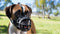 Baskerville Ultra Muzzle - Muilkorf - Maat 1 - Zwart - Omtrek Snuit 22 cm