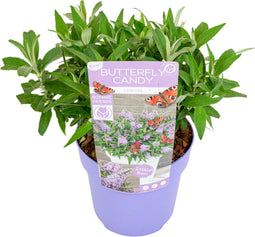 Plant in a Box - Buddleja Candy Little Lila - Buddleja davidii - Vlinderstruik Winterhard - Paarse bloemen - Pot 19cm - Hoogte 30-40cm