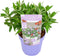 Plant in a Box - Buddleja Candy Little Lila - Buddleja davidii - Vlinderstruik Winterhard - Paarse bloemen - Pot 19cm - Hoogte 30-40cm