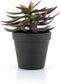 By-Boo Kunstplant Succulent - 1