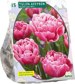 Tulipa (Tulpen) bloembollen - Dubbel Laat Aveyron - 1 x 15 stuks