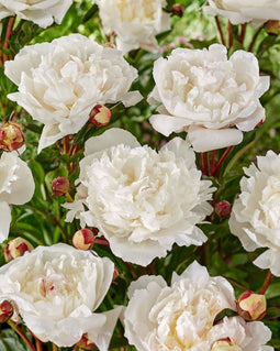 Plant in a Box - Paeonia 'Mix Pink/White' - Set van 2 - Pioenen - Bloemknollen - Zomerbloeiers - Tuinbloemen - Roze/Wit