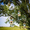 Baza Vogel- Buffet Chalet 3 Feeder FSC Hout Roodborstjes