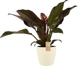 Philodendron Imperial red in ELHO sierpot (Brussels Round Soap) ↨ 70cm - hoge kwaliteit planten
