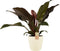 Philodendron Imperial red in ELHO sierpot (Brussels Round Soap) ↨ 70cm - hoge kwaliteit planten