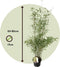 Plant in a Box - Fargesia nitida 'Red Dragon' - Set van 4 - Niet woekerende bamboe met rode stelen - Winterhard en groenblijvend - Pot 17cm - Hoogte 60-80cm