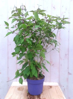 Callicarpa Schoonvrucht 80 cm