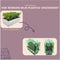 Plants by Frank | 6 Rozemarijnplant | Vaste planten | Tuinplanten | 6 x Ø7 cm | 15 cm | Rosmarinus offincalis winterhard | Geurhaag